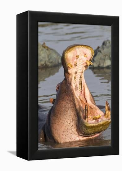 Adult Hippopotamus Opens its Jaw Really Wide, Ngorongoro, Tanzania-James Heupel-Framed Premier Image Canvas