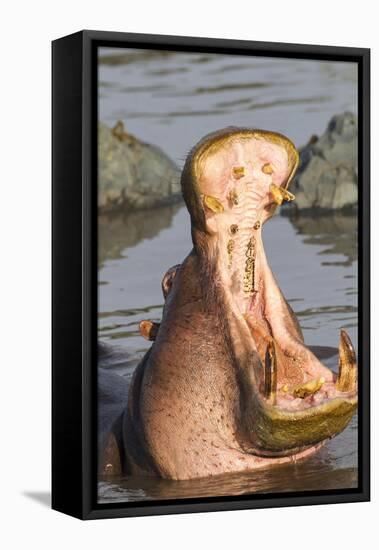 Adult Hippopotamus Opens its Jaw Really Wide, Ngorongoro, Tanzania-James Heupel-Framed Premier Image Canvas