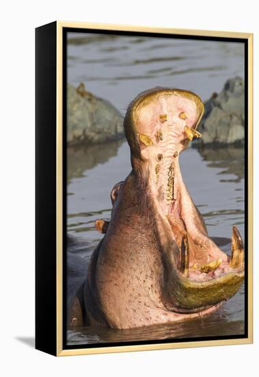 Adult Hippopotamus Opens its Jaw Really Wide, Ngorongoro, Tanzania-James Heupel-Framed Premier Image Canvas