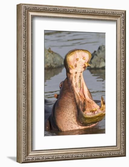 Adult Hippopotamus Opens its Jaw Really Wide, Ngorongoro, Tanzania-James Heupel-Framed Photographic Print