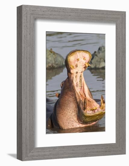 Adult Hippopotamus Opens its Jaw Really Wide, Ngorongoro, Tanzania-James Heupel-Framed Photographic Print