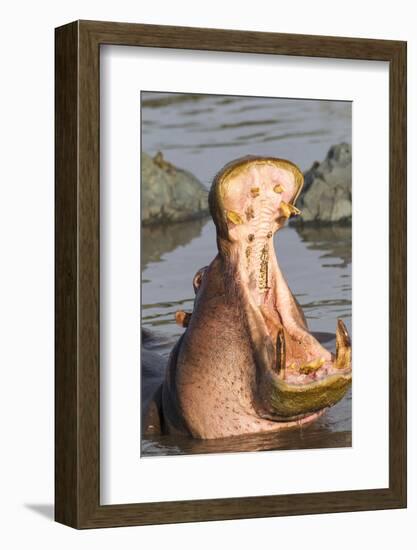 Adult Hippopotamus Opens its Jaw Really Wide, Ngorongoro, Tanzania-James Heupel-Framed Photographic Print