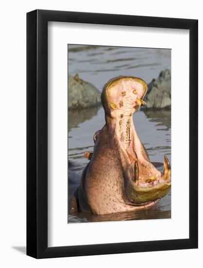 Adult Hippopotamus Opens its Jaw Really Wide, Ngorongoro, Tanzania-James Heupel-Framed Photographic Print