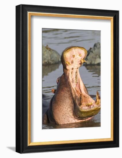 Adult Hippopotamus Opens its Jaw Really Wide, Ngorongoro, Tanzania-James Heupel-Framed Photographic Print