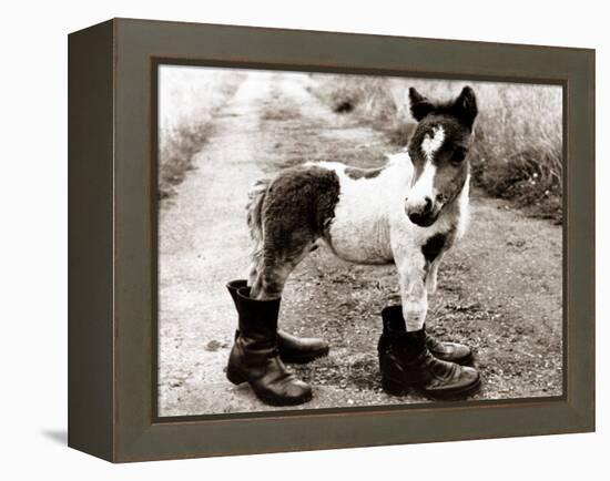 Adult Horse with Giant Boots-null-Framed Premier Image Canvas