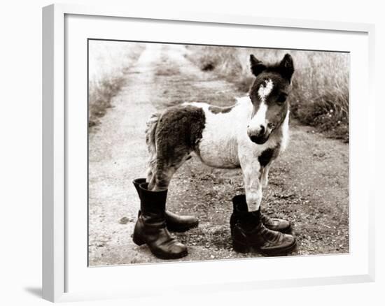 Adult Horse with Giant Boots--Framed Premium Photographic Print