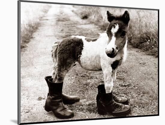 Adult Horse with Giant Boots-null-Mounted Photographic Print