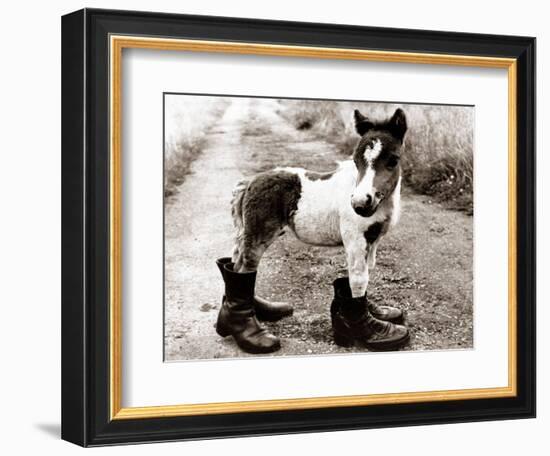 Adult Horse with Giant Boots--Framed Photographic Print