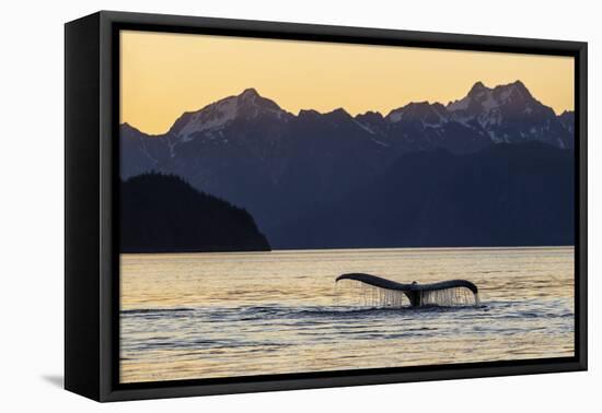 Adult humpback whale, flukes-up dive at sunset in Glacier Bay National Park-Michael Nolan-Framed Premier Image Canvas