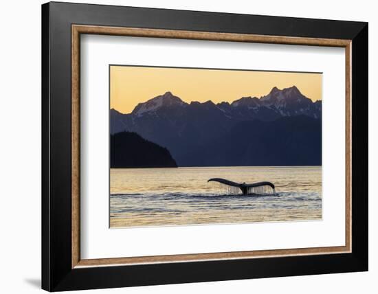 Adult humpback whale, flukes-up dive at sunset in Glacier Bay National Park-Michael Nolan-Framed Photographic Print