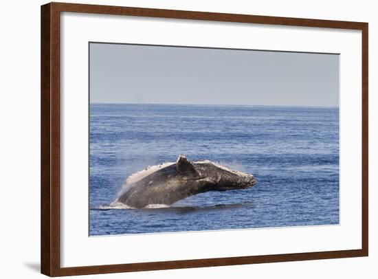 Adult Humpback Whale (Megaptera Novaeangliae) Breach, Gulf of California, Mexico-Michael Nolan-Framed Photographic Print