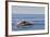 Adult Humpback Whale (Megaptera Novaeangliae) Breach, Gulf of California, Mexico-Michael Nolan-Framed Photographic Print