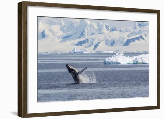 Adult Humpback Whale (Megaptera Novaeangliae) Breaching in the Gerlache Strait-Michael Nolan-Framed Photographic Print