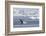 Adult Humpback Whale (Megaptera Novaeangliae) Breaching in the Gerlache Strait-Michael Nolan-Framed Photographic Print