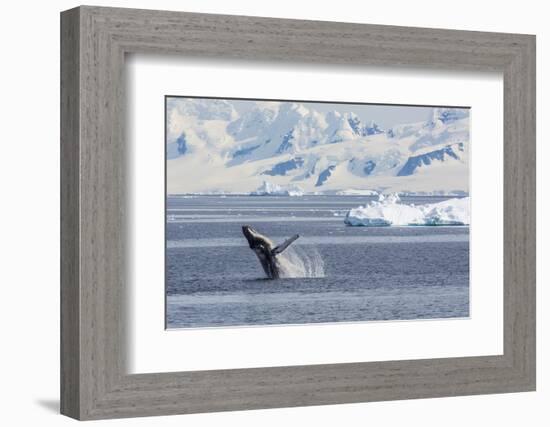 Adult Humpback Whale (Megaptera Novaeangliae) Breaching in the Gerlache Strait-Michael Nolan-Framed Photographic Print