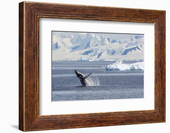 Adult Humpback Whale (Megaptera Novaeangliae) Breaching in the Gerlache Strait-Michael Nolan-Framed Photographic Print