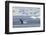 Adult Humpback Whale (Megaptera Novaeangliae) Breaching in the Gerlache Strait-Michael Nolan-Framed Photographic Print