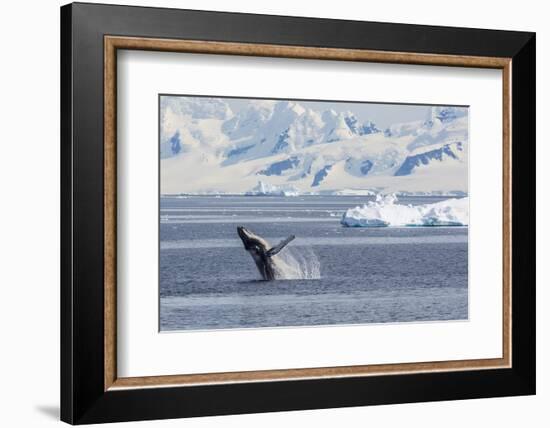 Adult Humpback Whale (Megaptera Novaeangliae) Breaching in the Gerlache Strait-Michael Nolan-Framed Photographic Print