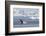 Adult Humpback Whale (Megaptera Novaeangliae) Breaching in the Gerlache Strait-Michael Nolan-Framed Photographic Print