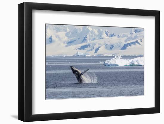 Adult Humpback Whale (Megaptera Novaeangliae) Breaching in the Gerlache Strait-Michael Nolan-Framed Photographic Print