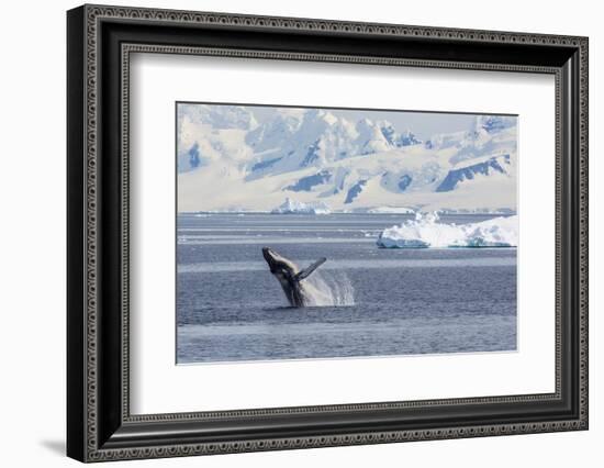 Adult Humpback Whale (Megaptera Novaeangliae) Breaching in the Gerlache Strait-Michael Nolan-Framed Photographic Print