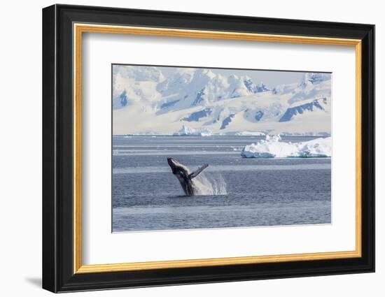 Adult Humpback Whale (Megaptera Novaeangliae) Breaching in the Gerlache Strait-Michael Nolan-Framed Photographic Print