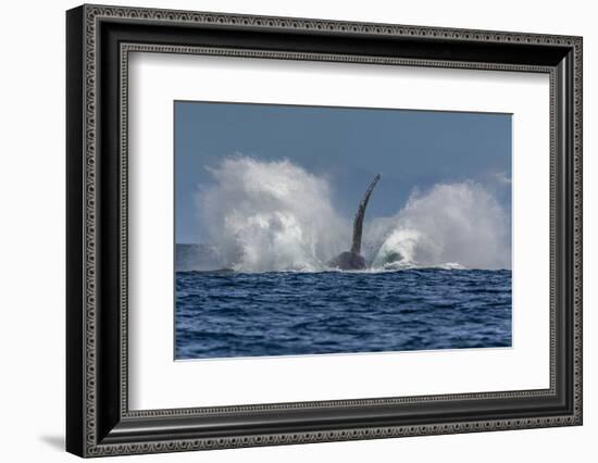 Adult Humpback Whale (Megaptera Novaeangliae), Breaching in the Shallow Waters of Cabo Pulmo-Michael Nolan-Framed Photographic Print