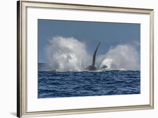 Adult Humpback Whale (Megaptera Novaeangliae), Breaching in the Shallow Waters of Cabo Pulmo-Michael Nolan-Framed Photographic Print