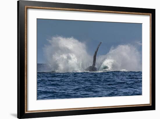 Adult Humpback Whale (Megaptera Novaeangliae), Breaching in the Shallow Waters of Cabo Pulmo-Michael Nolan-Framed Photographic Print