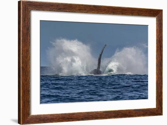 Adult Humpback Whale (Megaptera Novaeangliae), Breaching in the Shallow Waters of Cabo Pulmo-Michael Nolan-Framed Photographic Print