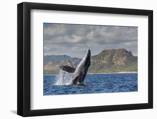 Adult Humpback Whale (Megaptera Novaeangliae), Breaching in the Shallow Waters of Cabo Pulmo-Michael Nolan-Framed Photographic Print