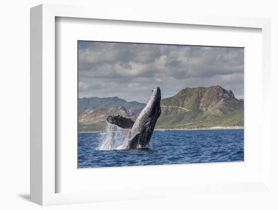 Adult Humpback Whale (Megaptera Novaeangliae), Breaching in the Shallow Waters of Cabo Pulmo-Michael Nolan-Framed Photographic Print