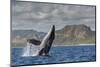 Adult Humpback Whale (Megaptera Novaeangliae), Breaching in the Shallow Waters of Cabo Pulmo-Michael Nolan-Mounted Photographic Print