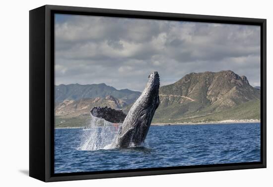 Adult Humpback Whale (Megaptera Novaeangliae), Breaching in the Shallow Waters of Cabo Pulmo-Michael Nolan-Framed Premier Image Canvas