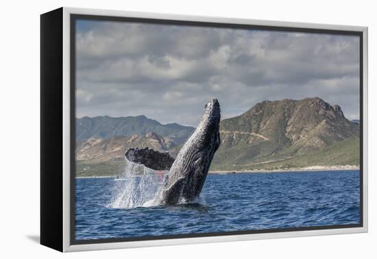 Adult Humpback Whale (Megaptera Novaeangliae), Breaching in the Shallow Waters of Cabo Pulmo-Michael Nolan-Framed Premier Image Canvas