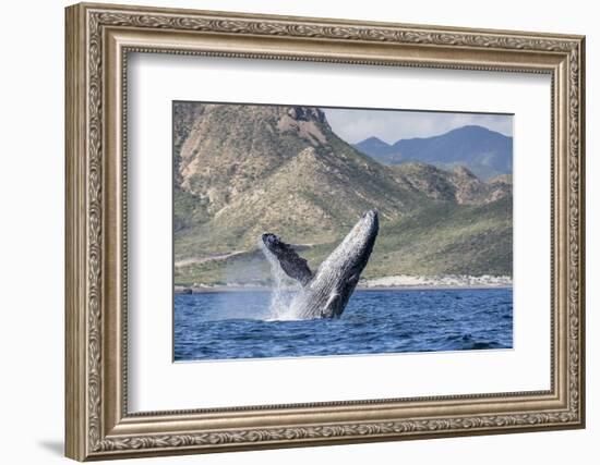 Adult Humpback Whale (Megaptera Novaeangliae), Breaching in the Shallow Waters of Cabo Pulmo-Michael Nolan-Framed Photographic Print