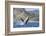 Adult Humpback Whale (Megaptera Novaeangliae), Breaching in the Shallow Waters of Cabo Pulmo-Michael Nolan-Framed Photographic Print