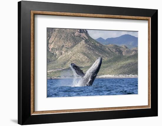 Adult Humpback Whale (Megaptera Novaeangliae), Breaching in the Shallow Waters of Cabo Pulmo-Michael Nolan-Framed Photographic Print