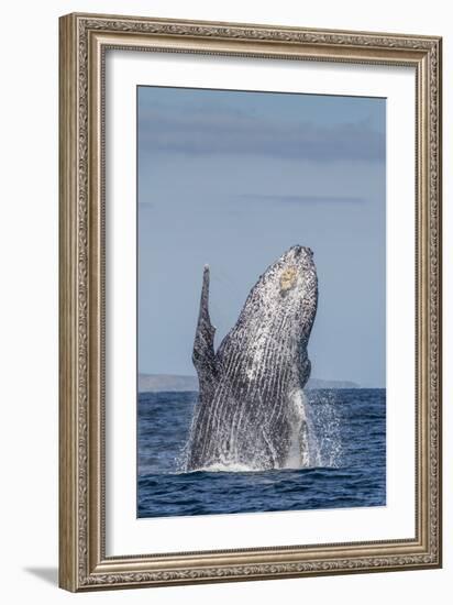 Adult Humpback Whale (Megaptera Novaeangliae), Breaching in the Shallow Waters of Cabo Pulmo-Michael Nolan-Framed Photographic Print