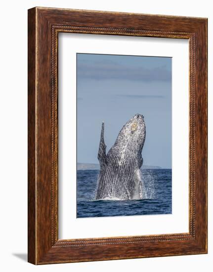 Adult Humpback Whale (Megaptera Novaeangliae), Breaching in the Shallow Waters of Cabo Pulmo-Michael Nolan-Framed Photographic Print