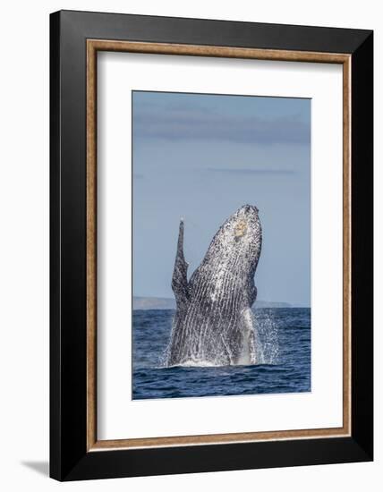 Adult Humpback Whale (Megaptera Novaeangliae), Breaching in the Shallow Waters of Cabo Pulmo-Michael Nolan-Framed Photographic Print