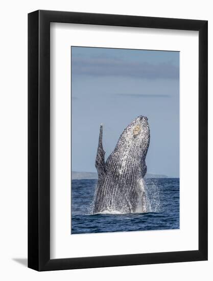 Adult Humpback Whale (Megaptera Novaeangliae), Breaching in the Shallow Waters of Cabo Pulmo-Michael Nolan-Framed Photographic Print