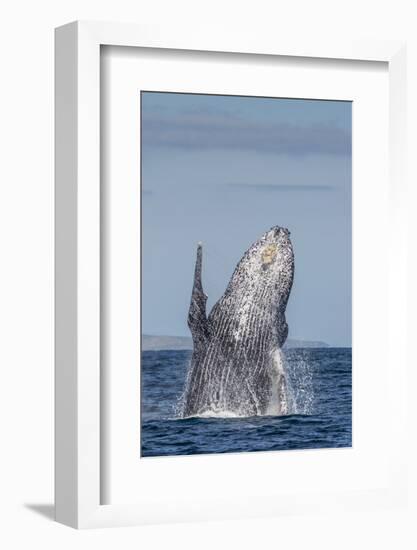 Adult Humpback Whale (Megaptera Novaeangliae), Breaching in the Shallow Waters of Cabo Pulmo-Michael Nolan-Framed Photographic Print