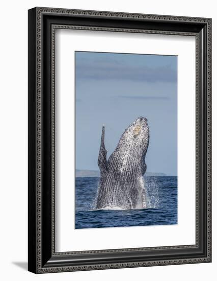 Adult Humpback Whale (Megaptera Novaeangliae), Breaching in the Shallow Waters of Cabo Pulmo-Michael Nolan-Framed Photographic Print