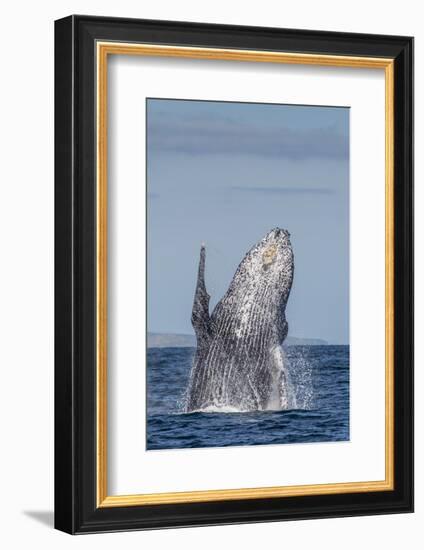 Adult Humpback Whale (Megaptera Novaeangliae), Breaching in the Shallow Waters of Cabo Pulmo-Michael Nolan-Framed Photographic Print