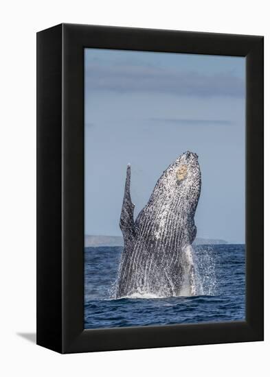 Adult Humpback Whale (Megaptera Novaeangliae), Breaching in the Shallow Waters of Cabo Pulmo-Michael Nolan-Framed Premier Image Canvas