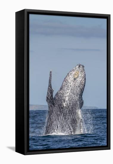 Adult Humpback Whale (Megaptera Novaeangliae), Breaching in the Shallow Waters of Cabo Pulmo-Michael Nolan-Framed Premier Image Canvas