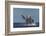 Adult Humpback Whale (Megaptera Novaeangliae), Breaching in the Shallow Waters of Cabo Pulmo-Michael Nolan-Framed Photographic Print