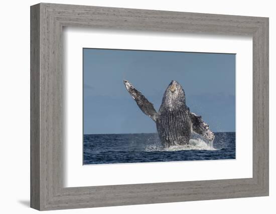 Adult Humpback Whale (Megaptera Novaeangliae), Breaching in the Shallow Waters of Cabo Pulmo-Michael Nolan-Framed Photographic Print