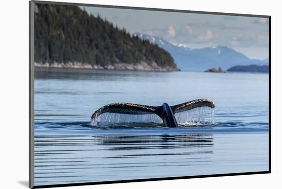 Adult humpback whale (Megaptera novaeangliae), flukes-up dive in Glacier Bay National Park-Michael Nolan-Mounted Photographic Print